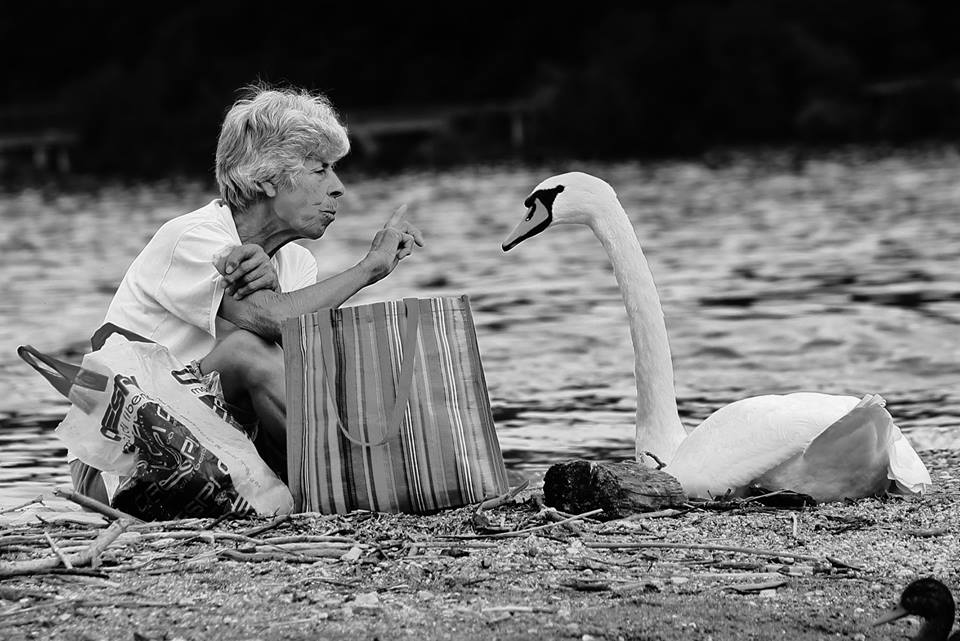 La Donna e il Cigno