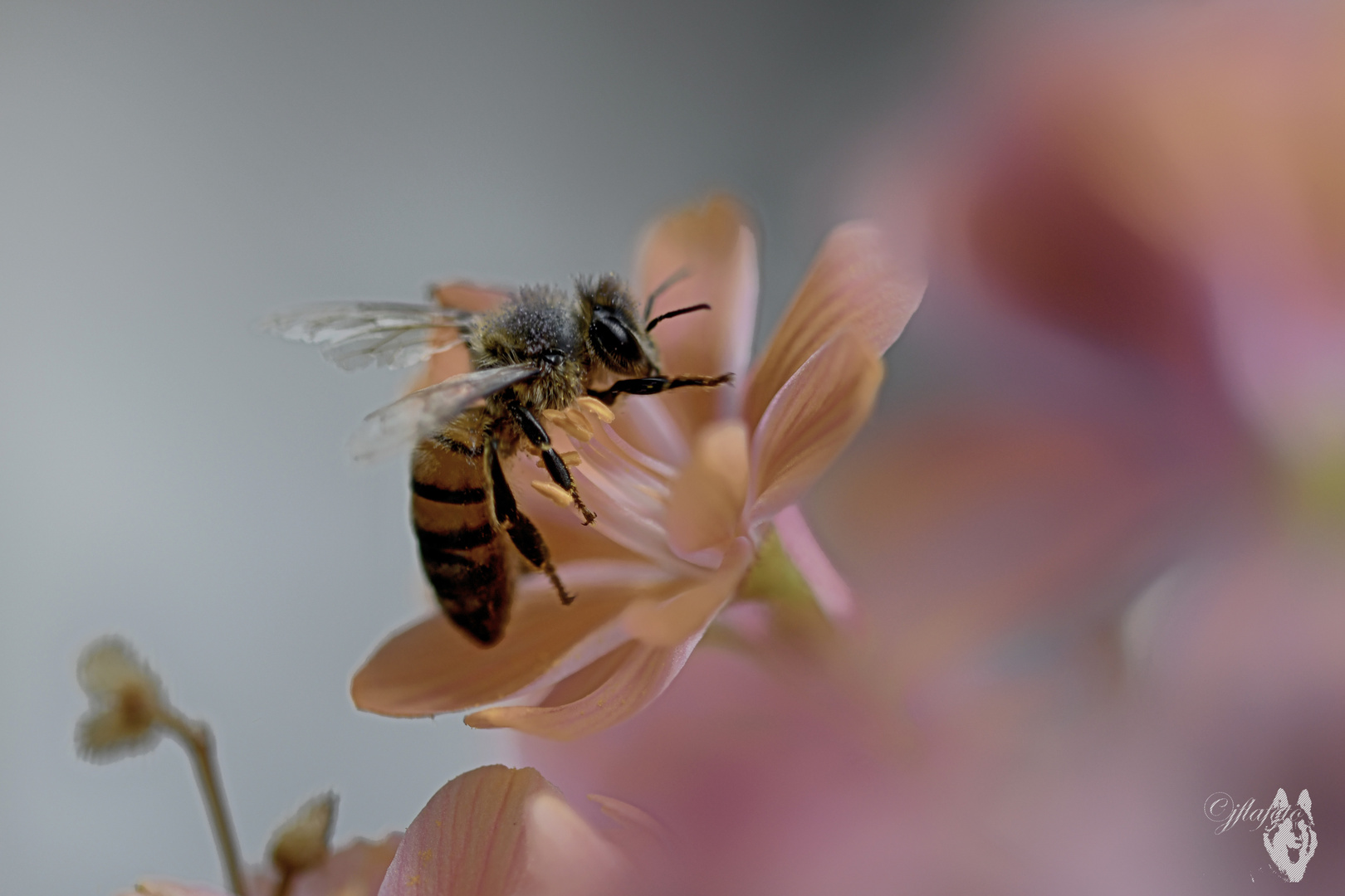 la douceur de l'abeille