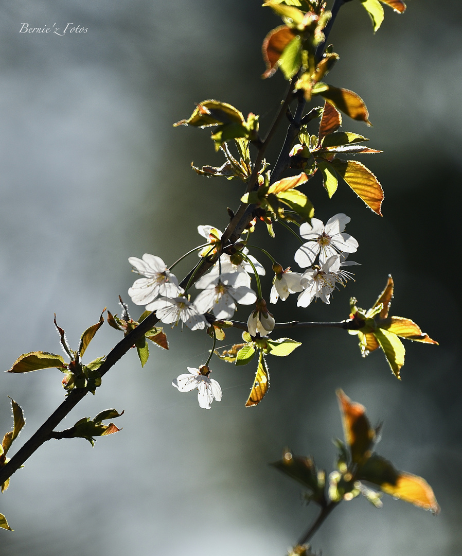 La douceur du printemps