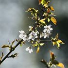 La douceur du printemps