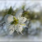 La douceur du printemps