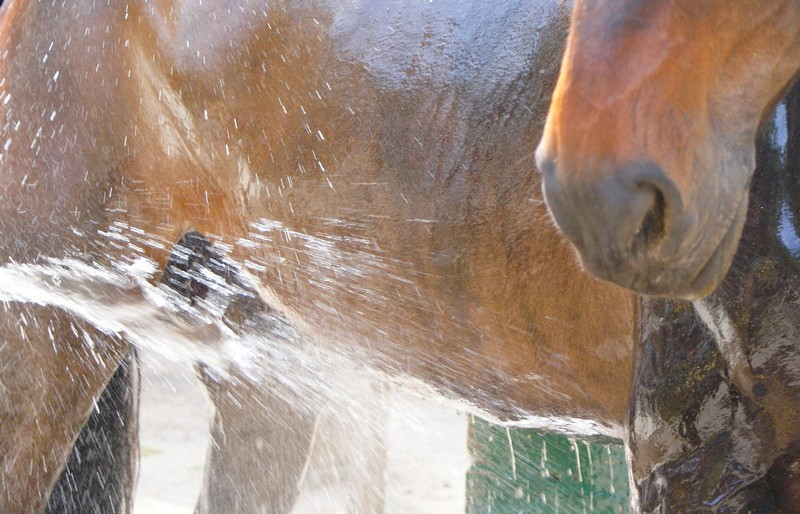 La douche