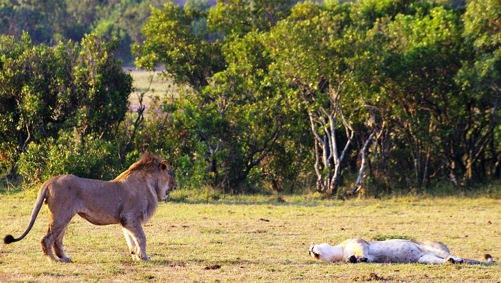 La drague du lion 2