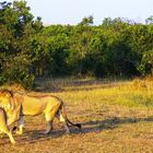 La drague du lion....