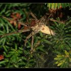 " La drôle de bestiole qui habite un cocon au fond de mon jardin dans de la bruyère "