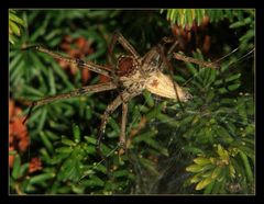 " La drôle de bestiole qui habite un cocon au fond de mon jardin dans de la bruyère "