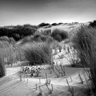 La dune en automne