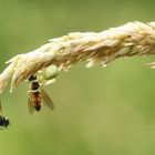 la dure loi de la nature !