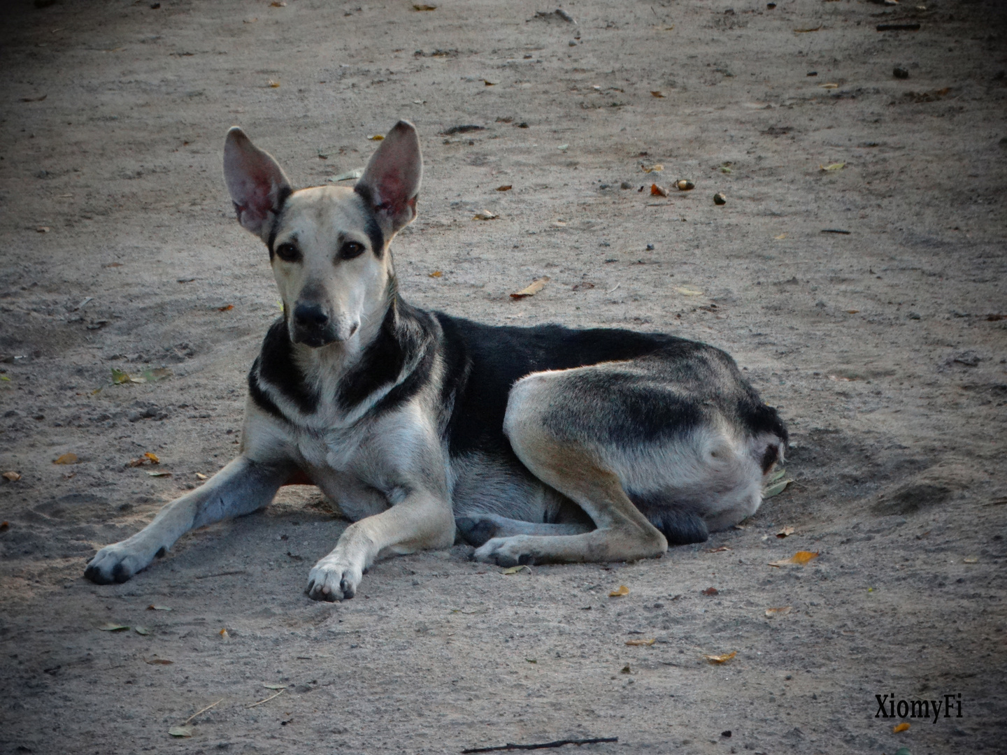 La Elegancia Canina