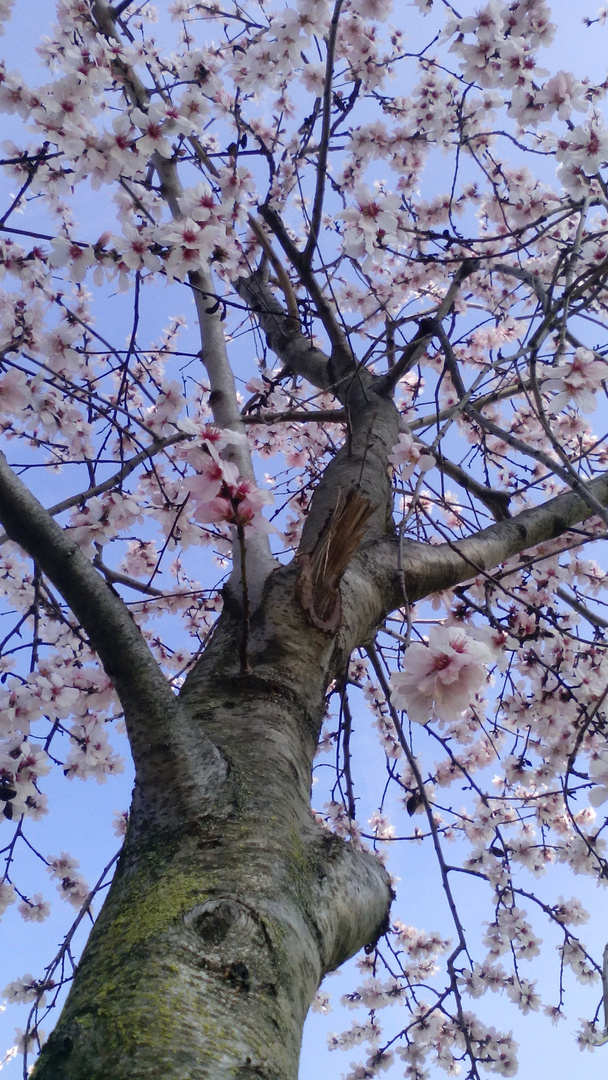 La espera de la primavera 