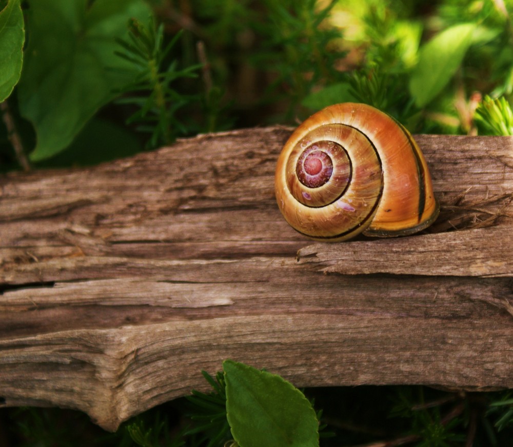 La espiral del Caracol .