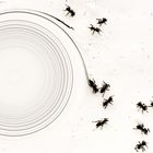 la fabbrica delle formiche