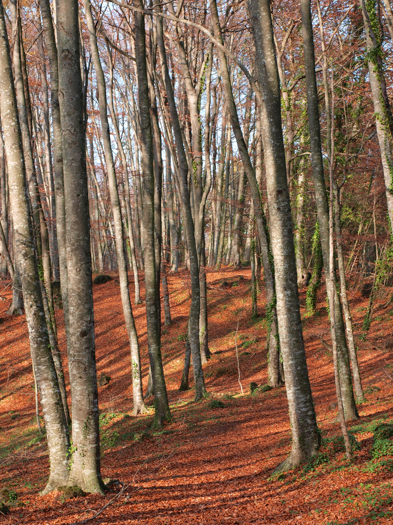 la fageda