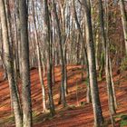 la fageda