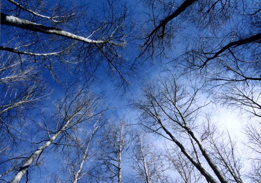 la fageda