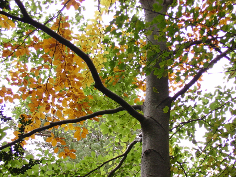 La fageda de Fredes