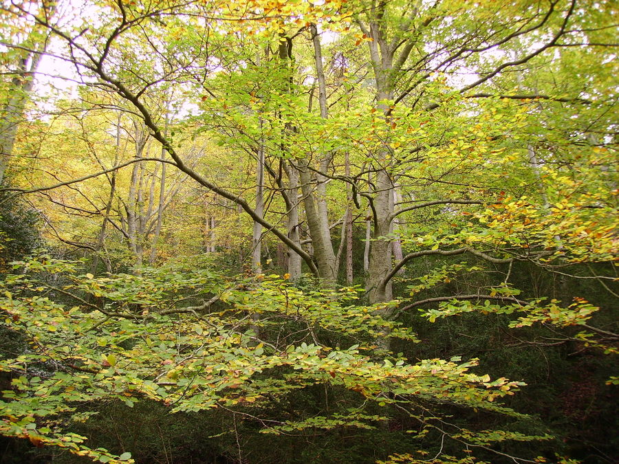 La fageda de Fredes/2