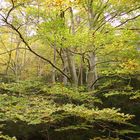 La fageda de Fredes/2