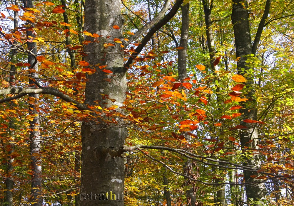 La Fageda d'en Jordà banyada de llum