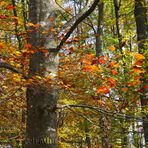 La Fageda d'en Jordà banyada de llum