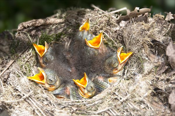 La faim dans le monde!