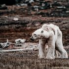 La faim du monde