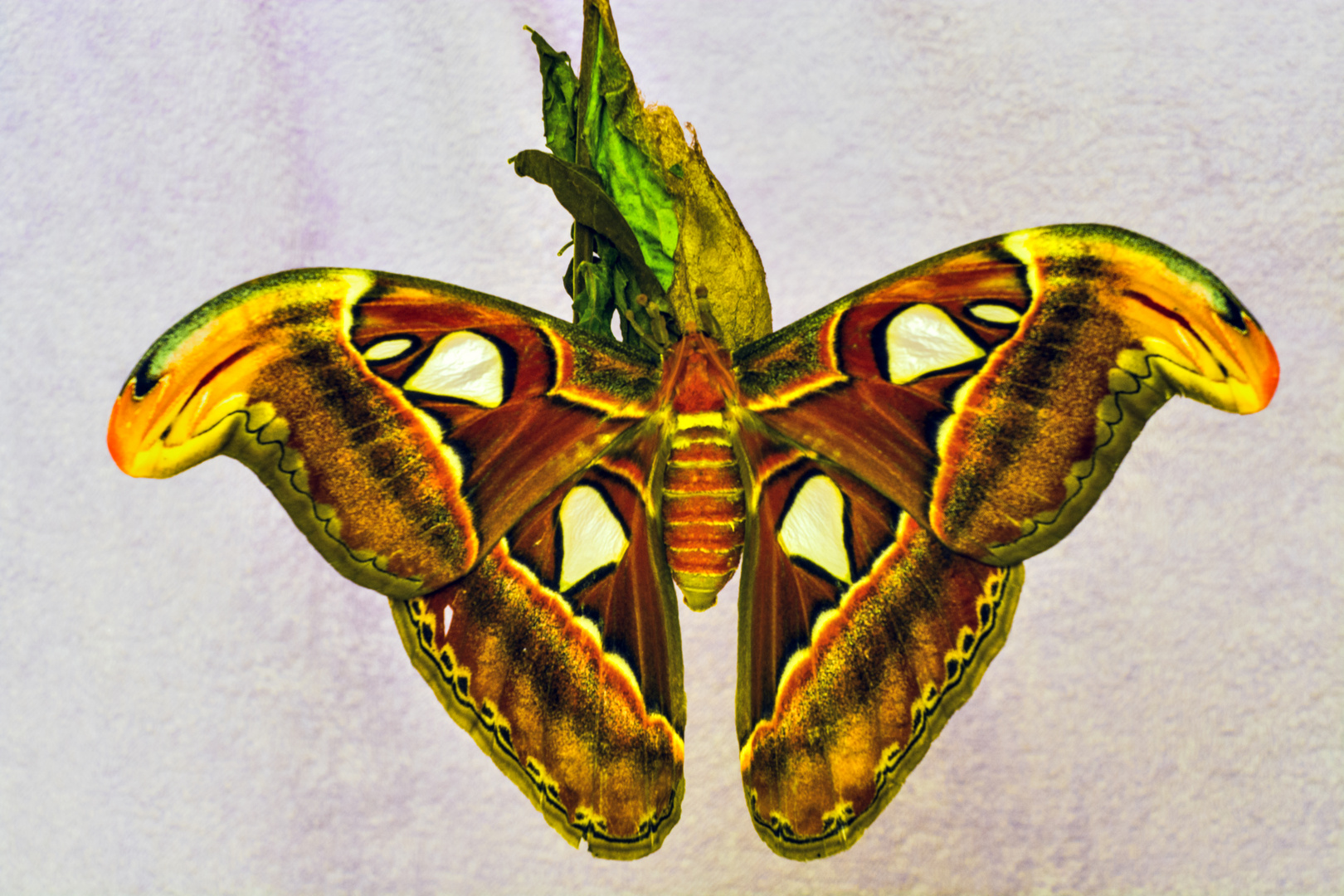 La Falena più grande al mondo Foto Immagini animali, animali allo stato libero, natura Foto