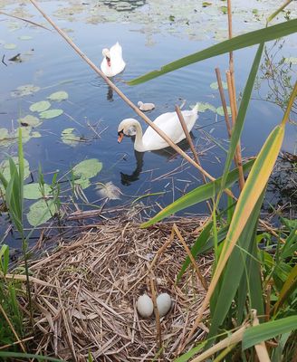 La famiglia cresce ... 1
