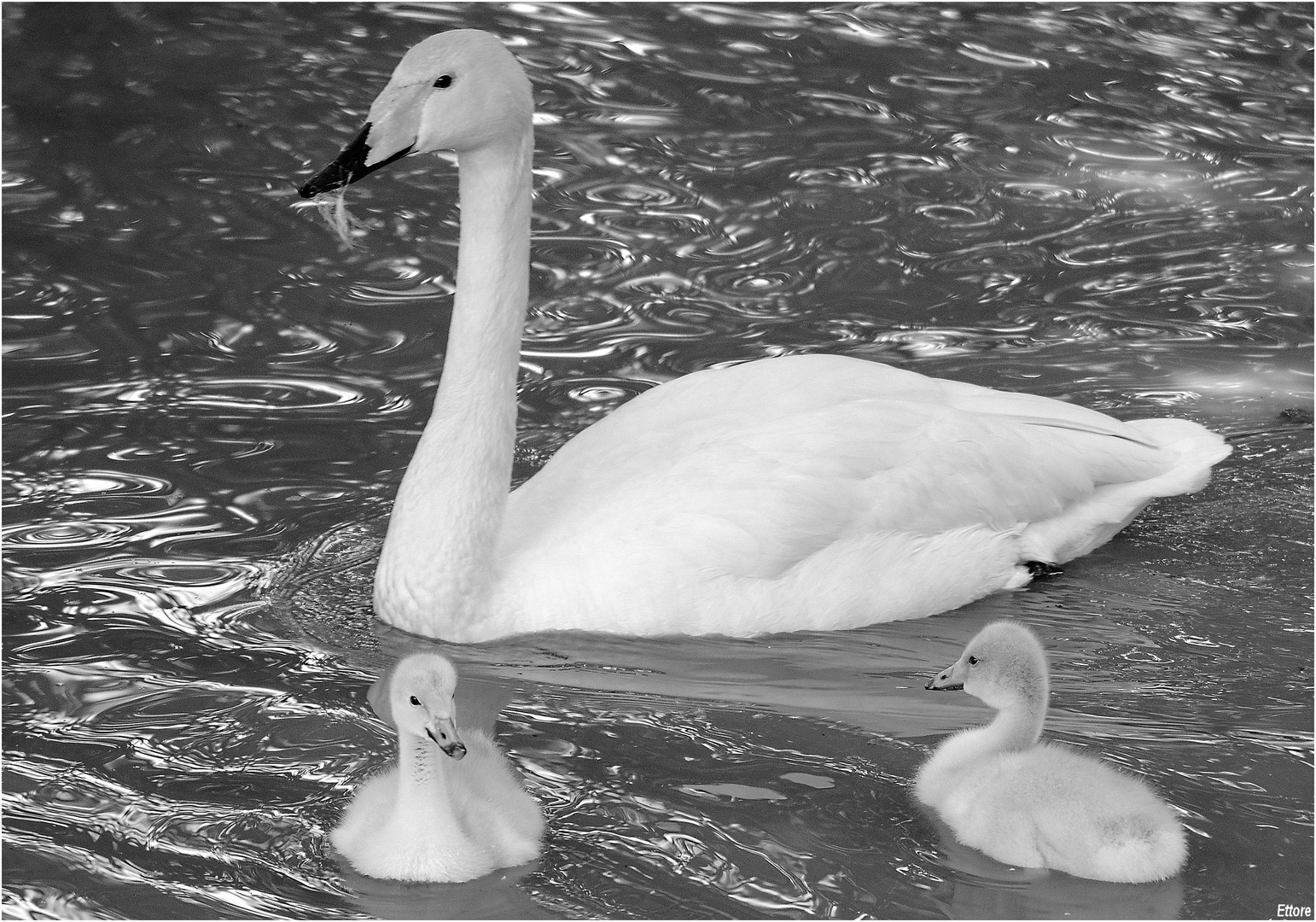 La famigliola in bianco e nero