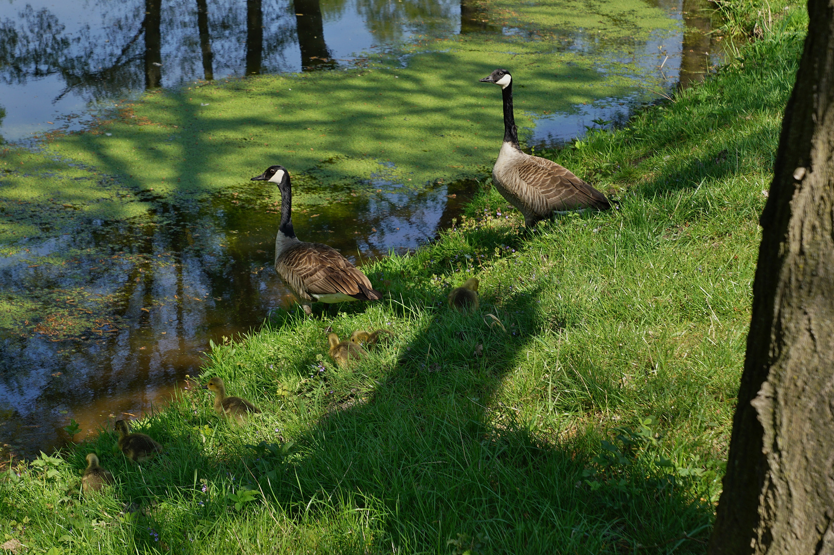 La familia Branta canadensis