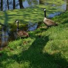 La familia Branta canadensis