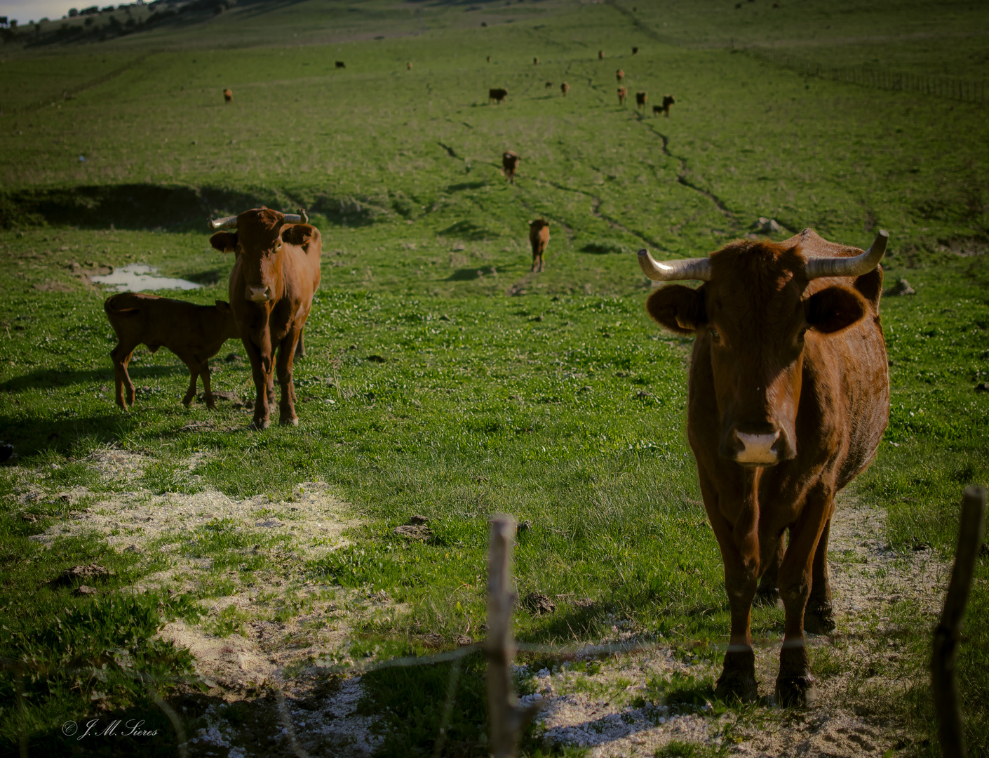 La familia es..la familia ( Campos de Facinas.Cádiz)