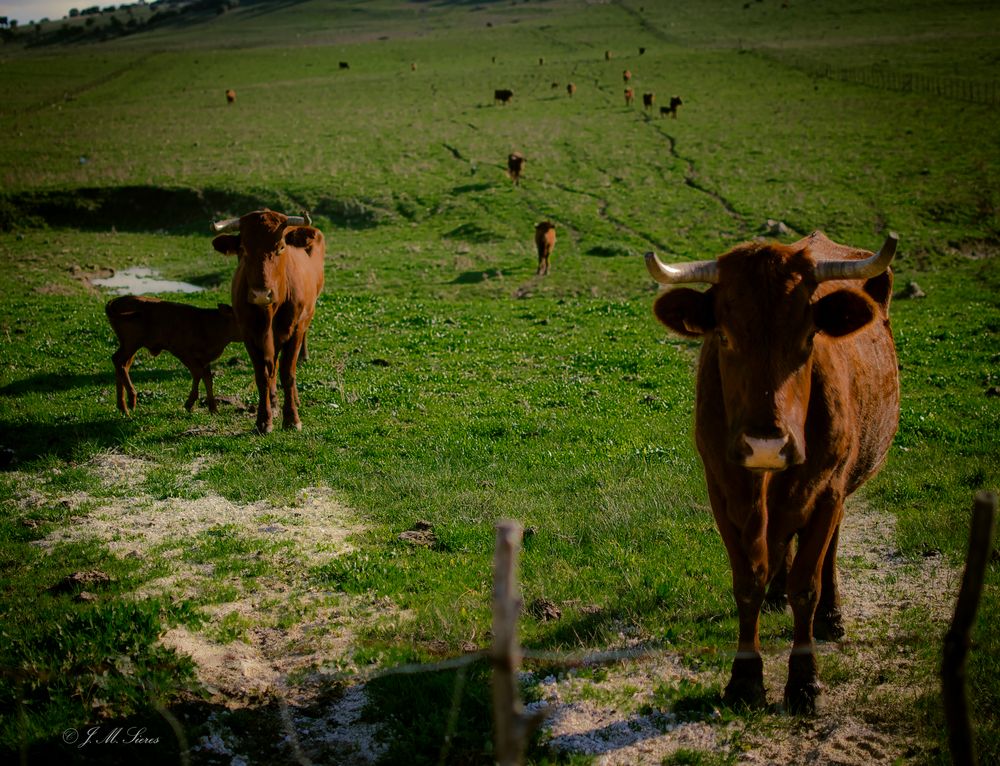 La familia es..la familia ( Campos de Facinas.Cádiz)