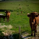 La familia es..la familia ( Campos de Facinas.Cádiz)