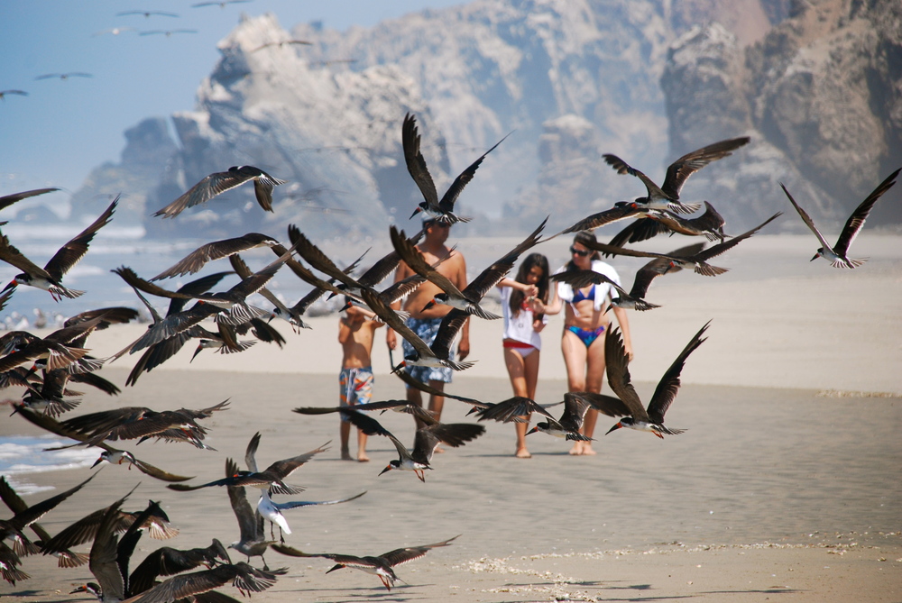 La familia y las aves