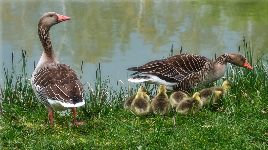 La famille