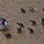 la famille au complet ....