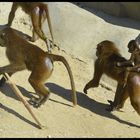 La famille babouin