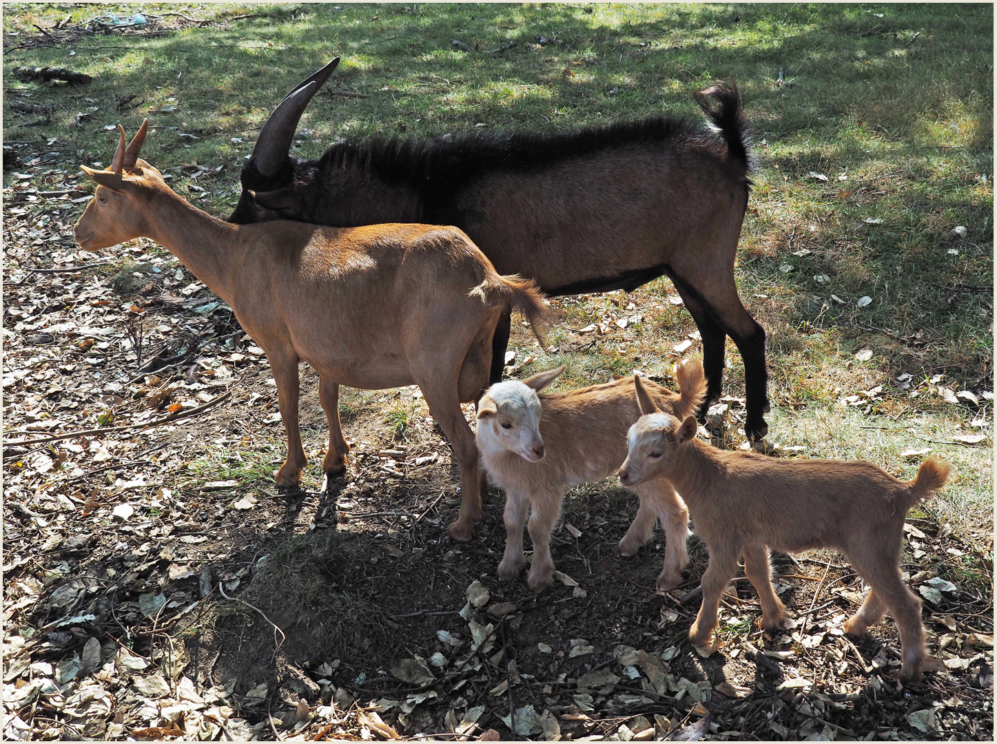 La famille bouc