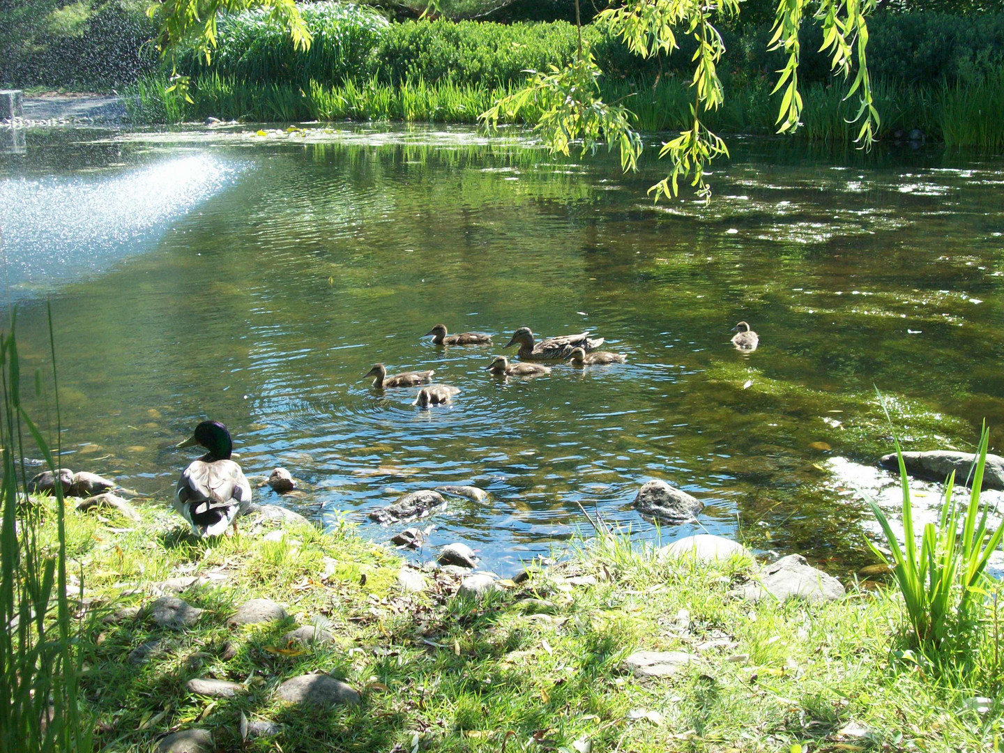 La famille Canard