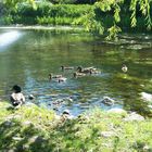 La famille Canard