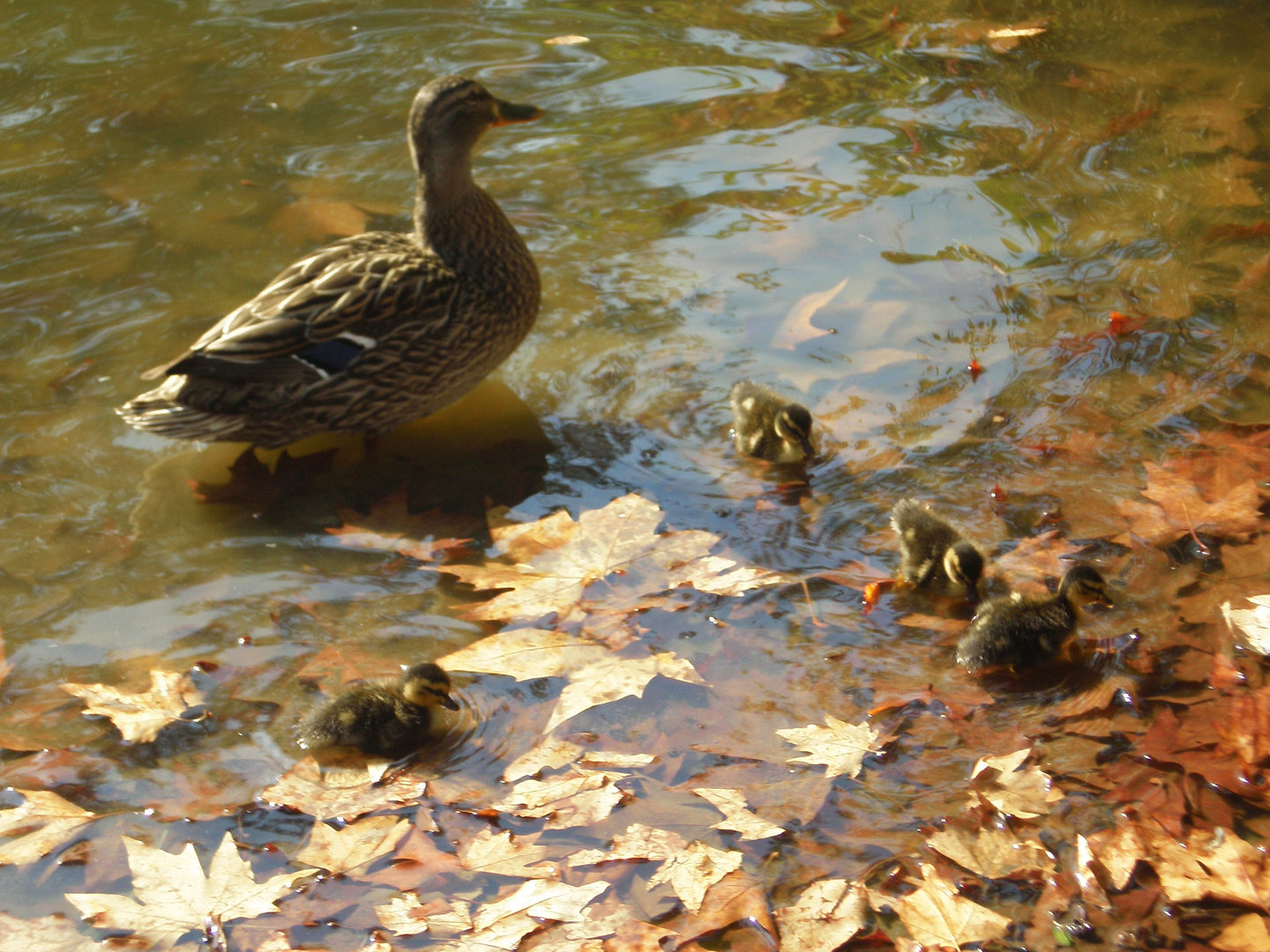 La famille Canard un jour d'automne