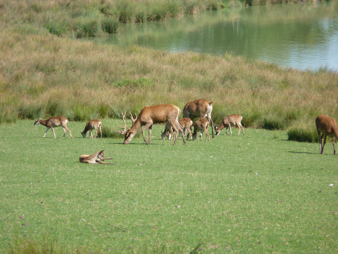 La famille cerf.