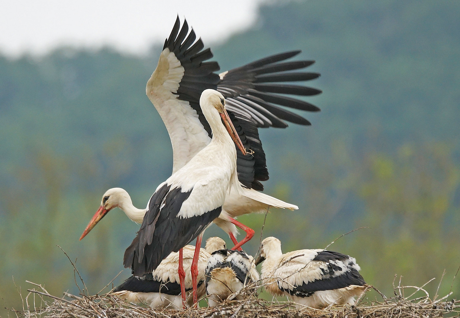 La famille Cigogne au Nid