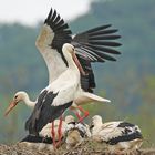 La famille Cigogne au Nid