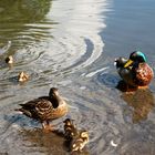 La famille coin -coin