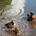 La famille coin -coin