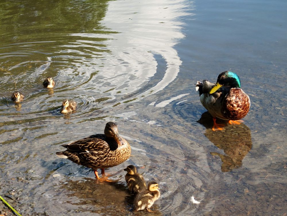 La famille coin -coin