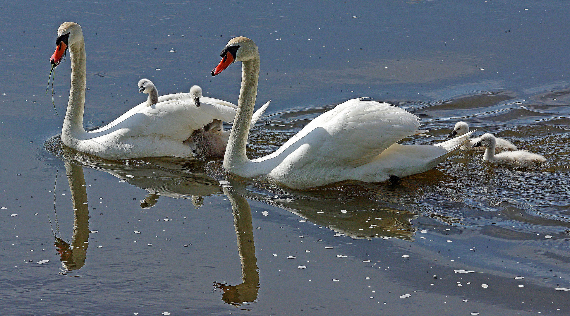 LA FAMILLE CYGNE