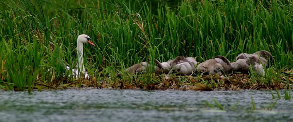 La famille Cygne